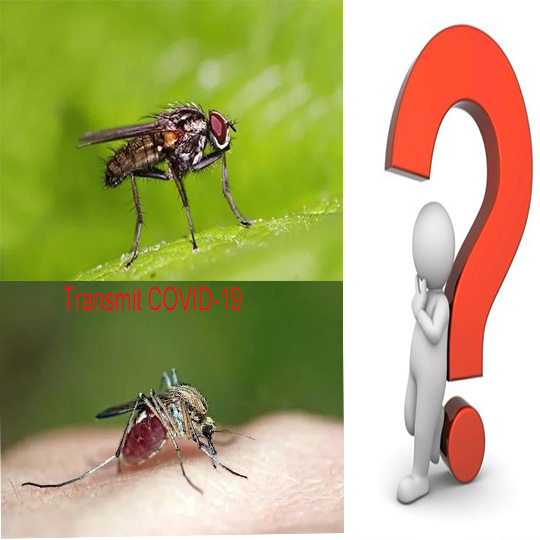 Will The COVID-19 Spread through Housefly Or Mosquitoes?